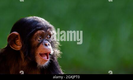 Close up portrait of a cute baby chimpanzee with a big happy smile Stock Photo