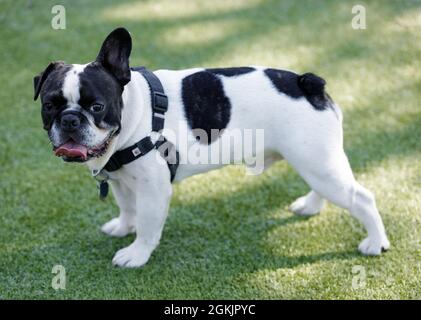 1-Year-Old Black and White Piebald Male Frenchie with One Floppy Ear. Off-leash dog park in Northern California. Stock Photo