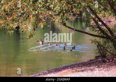 single canadian goose in a group of ducks swimming in a lake Stock Photo