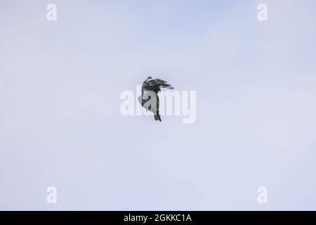 dead bird hanging from some fishing line in a tree against a cloudy sky  Stock Photo - Alamy
