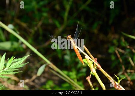 closeup the beautiful orange brown dragonfly hold on grass plant over out of focus green brown background. Stock Photo