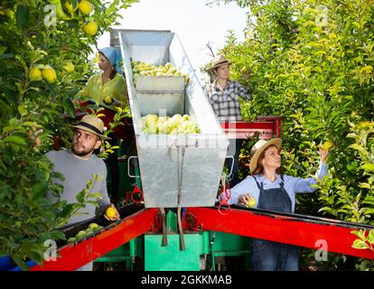 Farmers working on harvesting platform Stock Photo