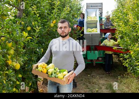 Farmer standing with box of harvested apples Stock Photo - Alamy
