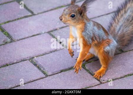 The squirrel stands on its hind legs on the footpath in the park. Eurasian red squirrel, Sciurus vulgaris Stock Photo