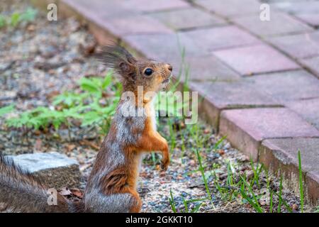 The squirrel stands on its hind legs on the footpath in the park. Eurasian red squirrel, Sciurus vulgaris Stock Photo