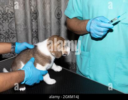 A 6 week old Beagle puupy about to revieve his rifst vaccination from a veterinarian Stock Photo