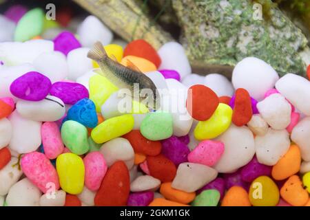 A small Cordydora fish in a home aquarium Stock Photo