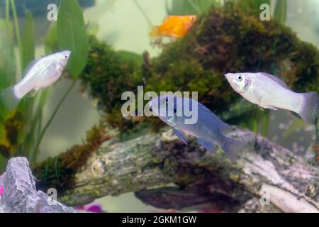 Small African Malawi Cichlid fish in a home aquarium Stock Photo