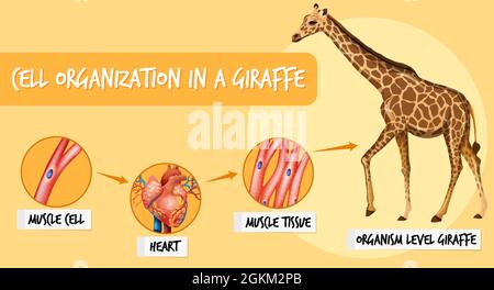 Diagram showing cell organization in a giraffe illustration Stock Vector