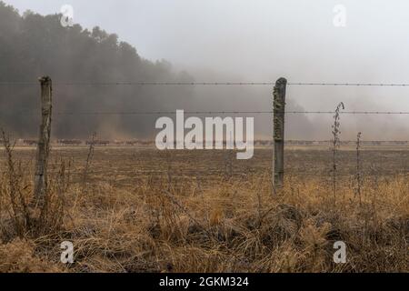 Large herd of cattle in the morning mist, Villa Pehuenia, Neuquén, Argentina Stock Photo