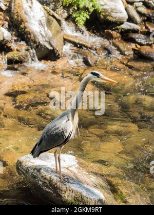 Grey Heron  ardea cinerea  standing in a stream looking for fish  in a Staffordshire river England UK Stock Photo