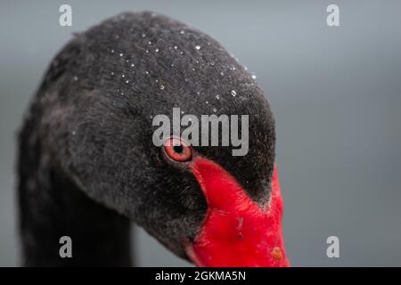 Close up image of black swan head with water drops on its head Stock Photo