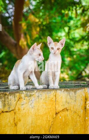 Two cats on wall with greenary background Stock Photo