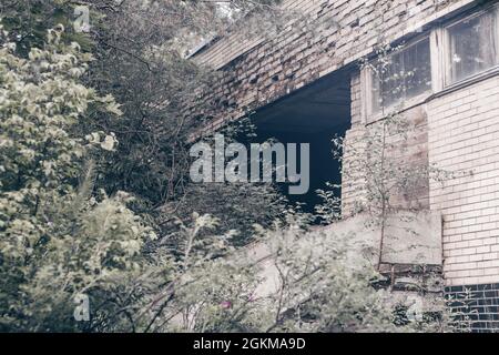 Partially blurred gray concrete and brick wall of abandoned ruined building overgrown with trees, bushes, moss and green branches Stock Photo
