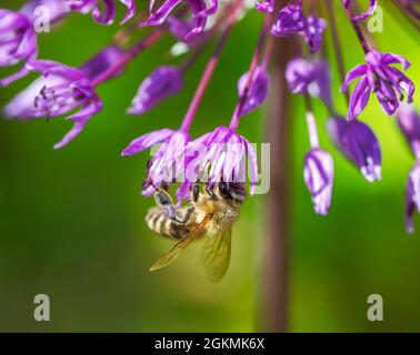 Macro of a bee pollinating on a flower blossom Stock Photo