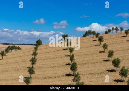 Olive Groves near Zafarraya,  Granada Province, Andalucia, Spain Stock Photo