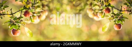 Ripe apples on the branches of an apple-tree. The concept of harvesting apples - Panoramic banner. Stock Photo