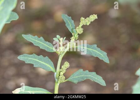 Oak-leaved Goosefoot - Chenopodium glaucum Stock Photo