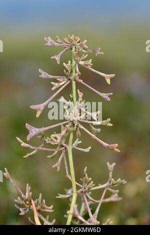 Pedunculate Sea-purslane - Atriplex pedunculata Stock Photo