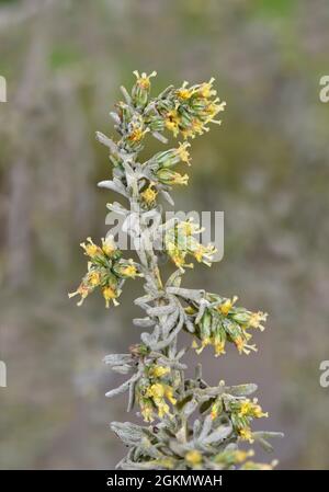 Sea Wormwood - Artemisia maritima Stock Photo