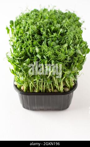 Sprouted pea sprouts in a plastic box on a white background, organic healthy microgreens Stock Photo
