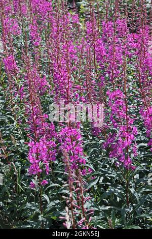 Rosebay Willowherb (Chamerion Angustifolium) Stock Photo