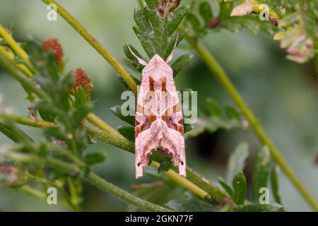 Angle shades moth (Phlogophora meticulosa) Sussex, UK Stock Photo
