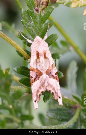 Angle shades moth (Phlogophora meticulosa) Sussex, UK Stock Photo