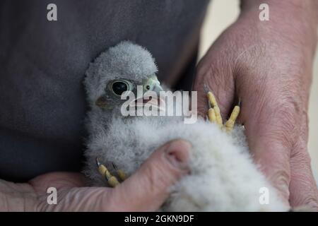 A volunteer for the Belgian non-profit Noctua.org, holds an eyasse, a baby kestrel falcon (Falco tinnunculus), one of the protected bird species nesting on Chièvres Air Base, Belgium, June 03, 2021. Banding is a universal and indispensable technique for studying the movement, survival and behavior of birds. Stock Photo