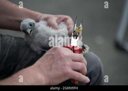 A volunteer for the Belgian non-profit Noctua.org secures the band on an eyasse, a baby kestrel falcon (Falco tinnunculus), one of the protected bird species nesting on Chièvres Air Base, Belgium, June 03, 2021. Banding is a universal and indispensable technique for studying the movement, survival and behavior of birds. Stock Photo