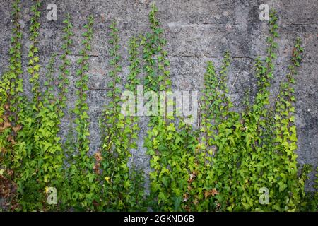 Branches of ivy creeper plant with green leaves climbing old rustic brick wall covered in concrete Stock Photo