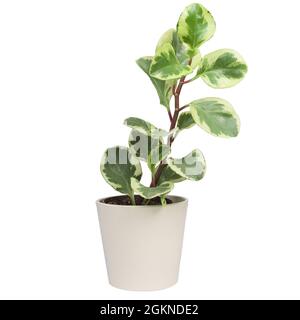 Potted Peperomia Obtusifolia Variegata, Variegated Baby Rubber Plant or Radiator plant houseplant. Isolated Stock Photo