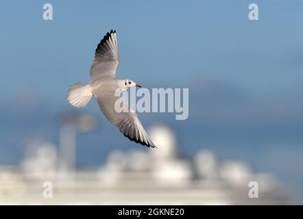 Black-headed Gull - Larus ridibundus Stock Photo
