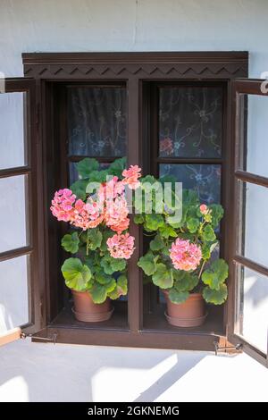 Shuttered wooden window in an old farm house with colorful potted flowers in the ethnographic village of Holloko in Hungary, close up Stock Photo