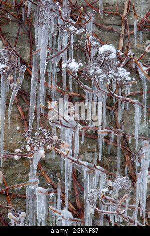 Icicles in close up on climbing plant in winter cold snap, UK Stock Photo