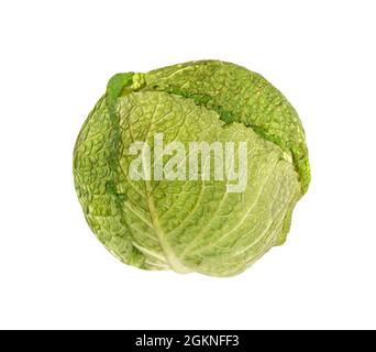 Cabbage - Brassica oleracea Stock Photo
