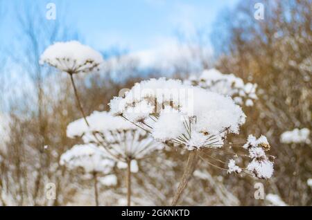Umbrellas dry grass shining frost snow in winter forest in background blue sky Stock Photo