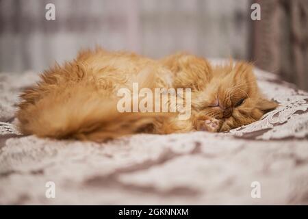 Cute ginger cat is sleeping in soft blanket on bed Stock Photo