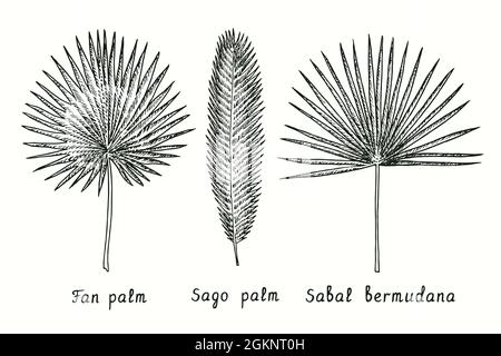 Fan palm (Livistona australia), Sago palm (Cycas revolut), Sabal bermudana leaf. Ink black and white doodle drawing in woodcut style.