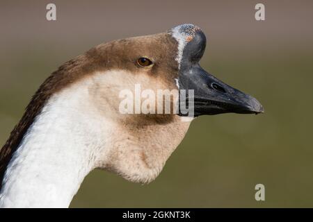 close-up of a knob goose [Anser cygnoides f. domestica] Stock Photo