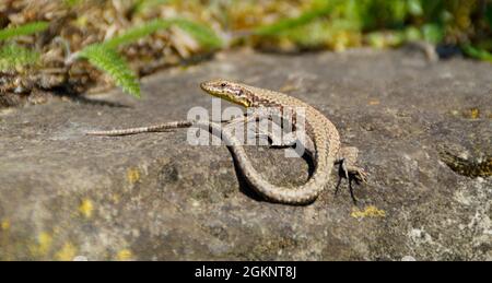 a cute lizard basking in the spring sun on island Mainau in Germany Stock Photo