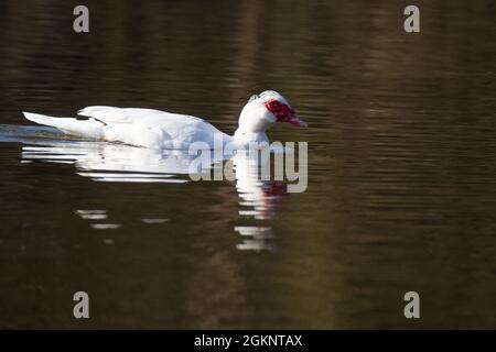Close up of a Muscovy duck [Cairina moschata] in the water Stock Photo