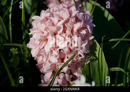 a beautiful pink hyacinth on a sunny spring day on island Mainau in Germany Stock Photo