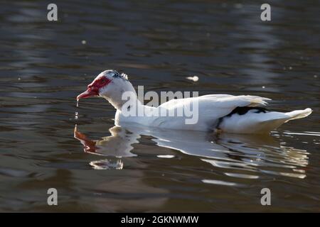 Close up of a Muscovy duck [Cairina moschata] in the water Stock Photo