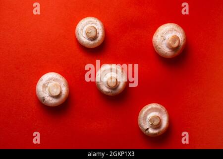five porcini mushrooms on a red background top view. Stock Photo