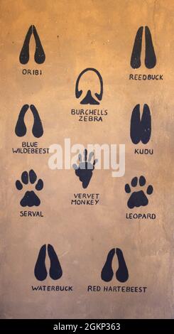 Animals footprint or foot marks, wild animals paw silhouettes, mammals walking paw tracks Stock Photo