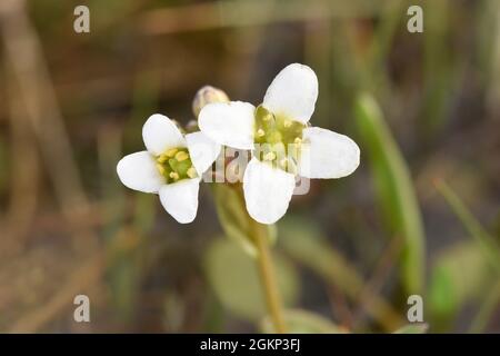 English Scurvy-grass - Cochlearia anglica Stock Photo