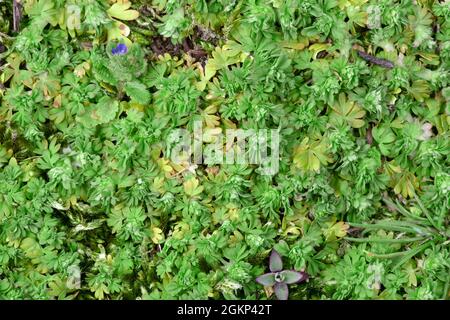 Parsley-piert - Aphanes arvensis Stock Photo