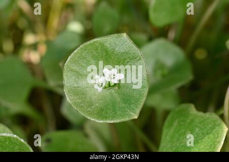 Springbeauty - Claytonia perfoliata Stock Photo