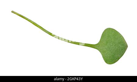 Springbeauty - Claytonia perfoliata Stock Photo